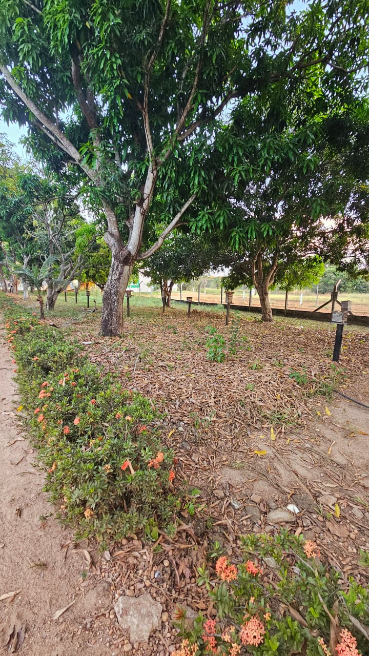 Campo